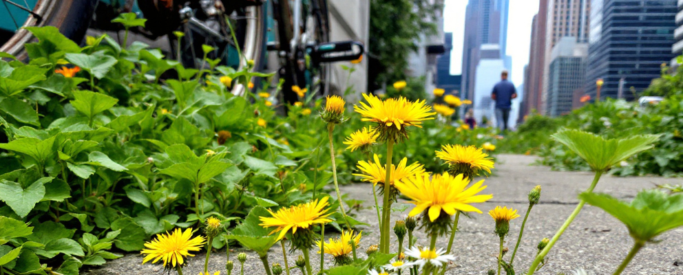 A scenic urban landscape highlighting edible plants like dandelions, chickweed, and purslane.